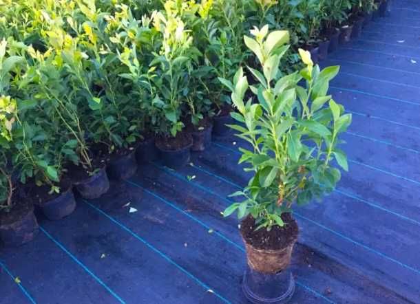 Piękne Sadzonki z własnej szkółki!3 Letnie! Borówka Amerykańska CAC