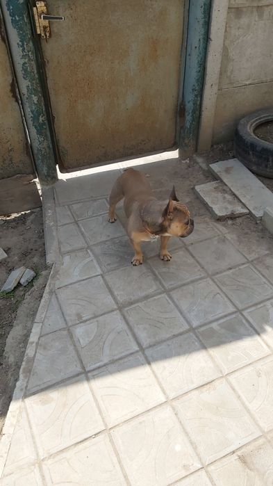 Французський бульдог вʼязка