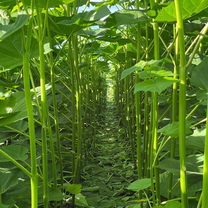 Однорічна промислова Павловнія із насіння сорт PaoTong07 Павловния 1см