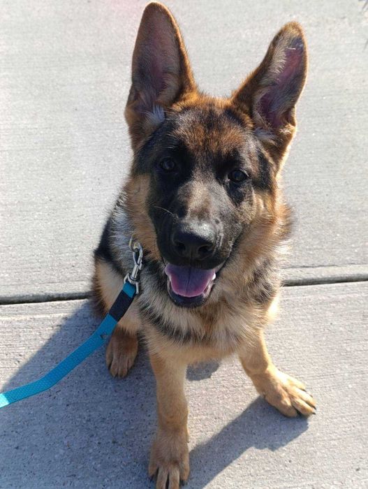 Дівчинка німецької вівчарки 6 міс КСУ