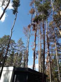 Видалення аварійних дерев Благоустрій Демонтаж будинків Уборка територ