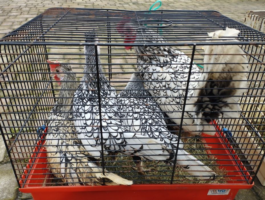 Kury ozdobne sebrytki