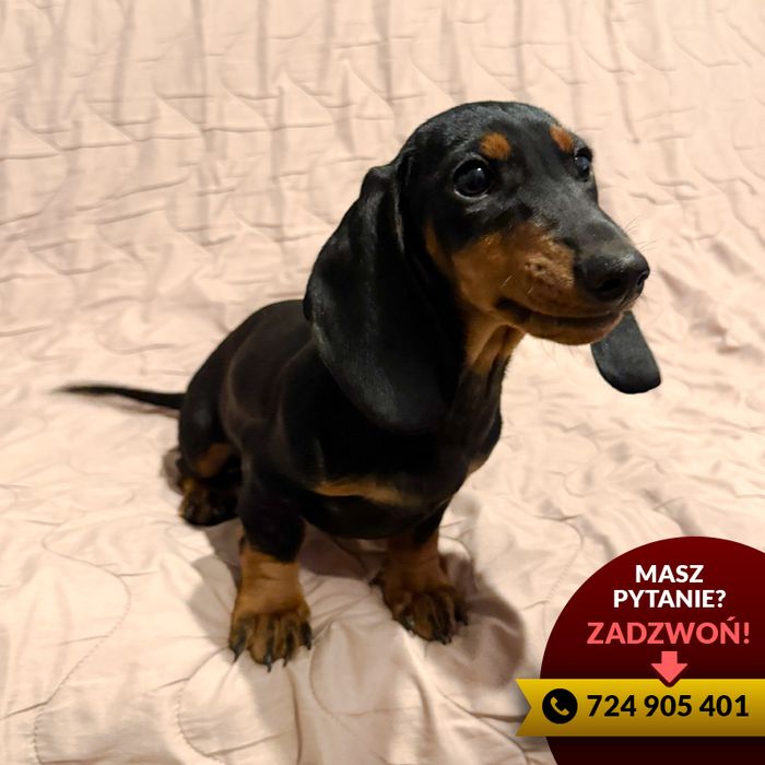 ^^jamnik (piesek) czarny podpalany^^