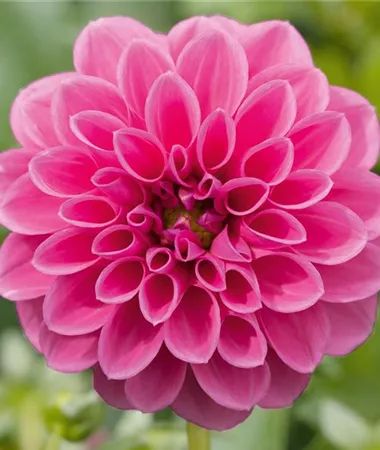 Dalia 'Lubega® Power Rose' Dahlia C1.5