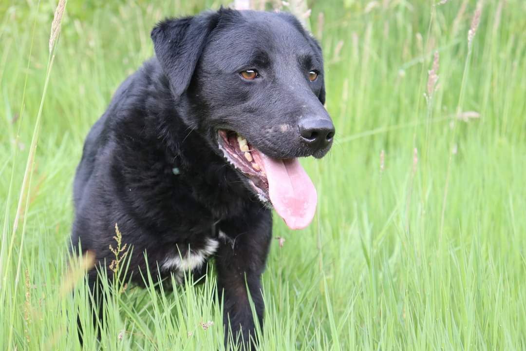 Pies do adopcji, schronisko strzelce, typ labrador