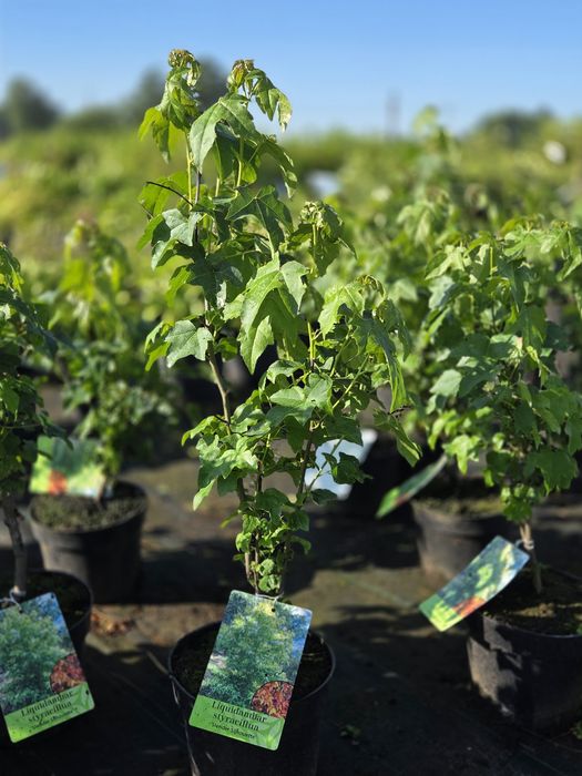 Ambrowiec amerykański