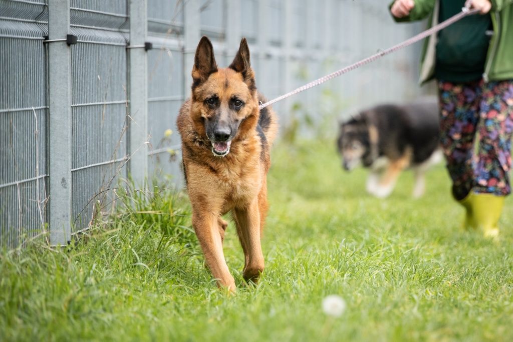 Doskonały ONek Morus do adopcji!