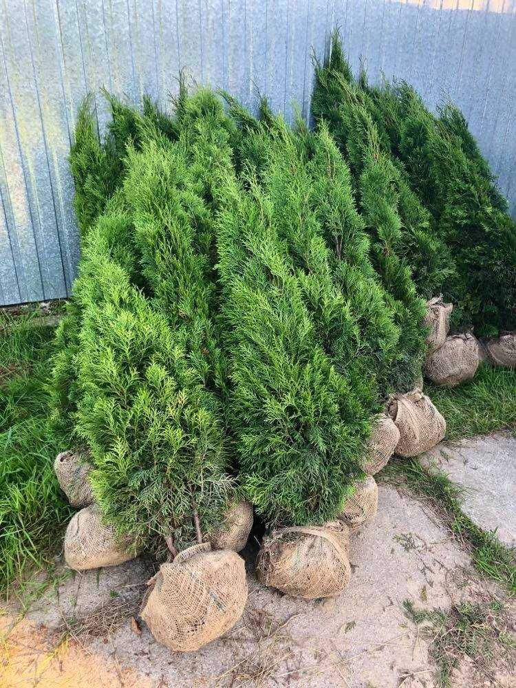 Tuja szmaragd, tuje od 80 do 250 cm! Thuja brabant do 270!