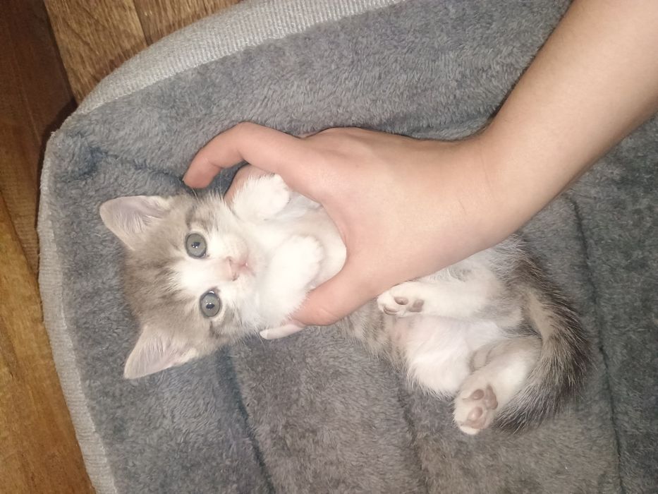 Віддам кішку в добрі руки