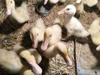 Sprzedam kaczuszki pekin