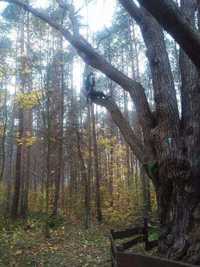 Wycinka i pielęgnacja drzew metodą alpinistyczną, arborystyka