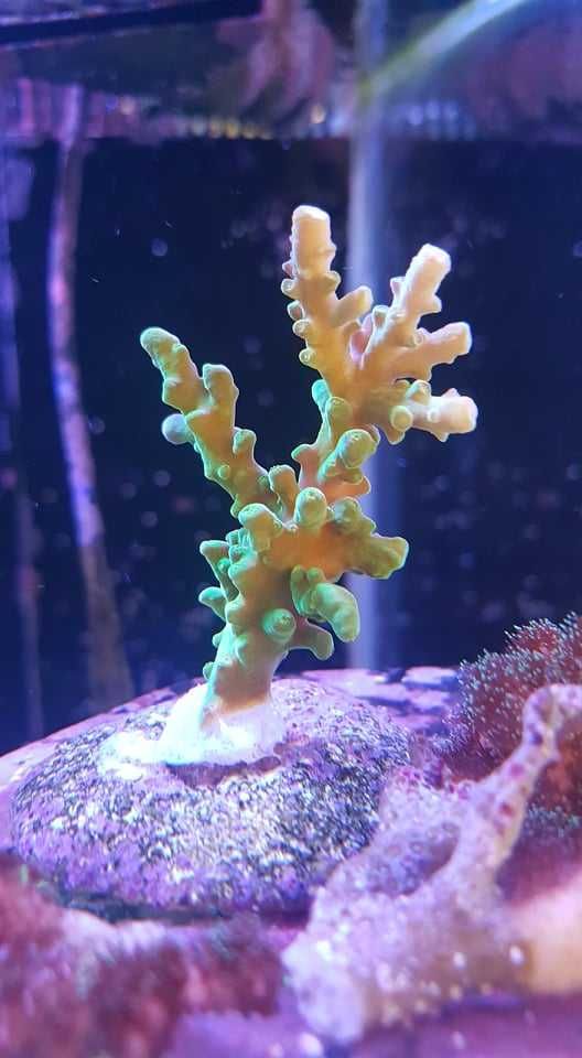 !!!Akwarium Morskie Acropora zielona fluo!!!