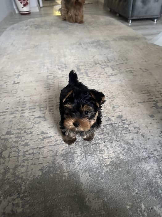 Йоркширський терєр хлопчик