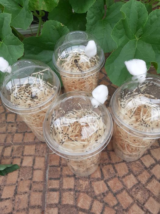 4x d.hydei muszki nieloty Drosophila hydei +heatpack