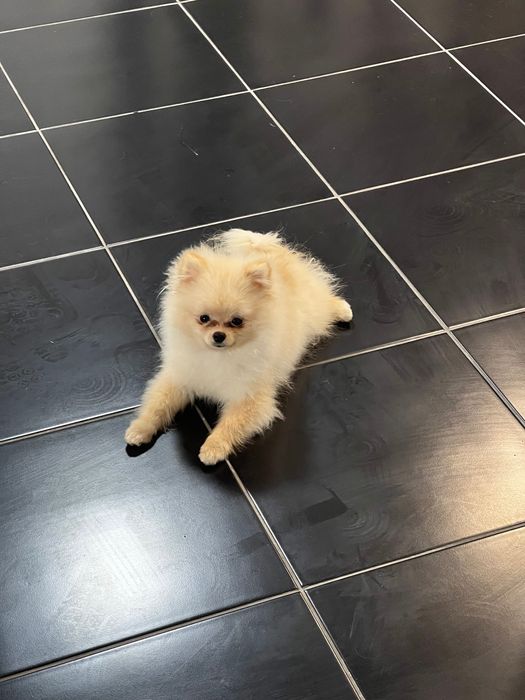 Шпіц міні чистокровний