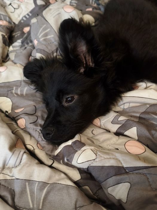 Кумедна дівчинка) Цуценя‼️