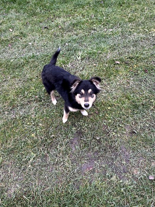 Віддам собак у добрі руки.