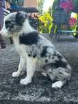 Suczka Border Collie Merle