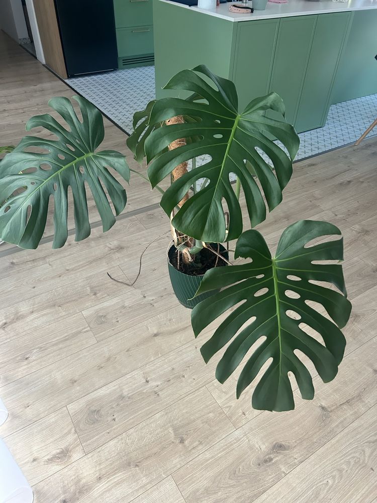 Monstera z doniczka