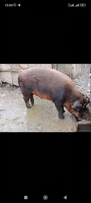 Свиня жива вага ...