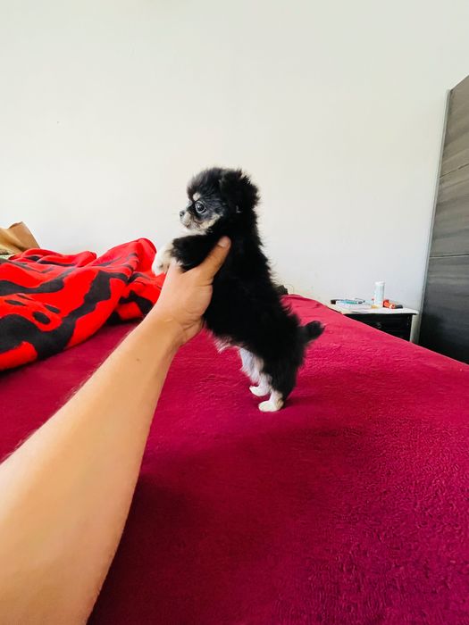 chihuahua macho  de  pelo longo