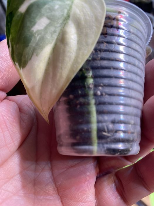 Сциндапсус Маярі