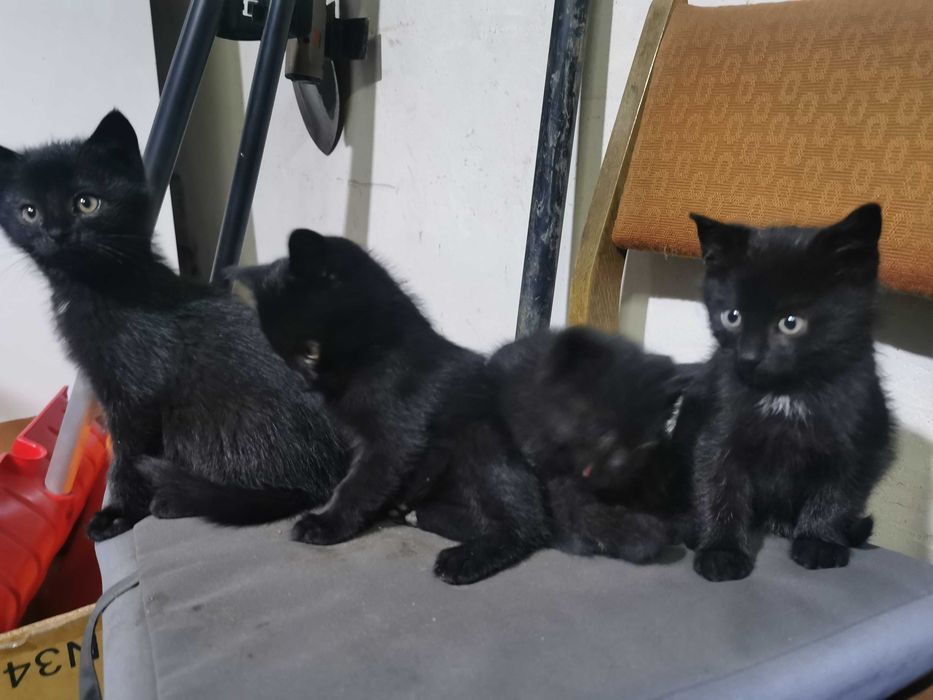 Małe kotki za darmo