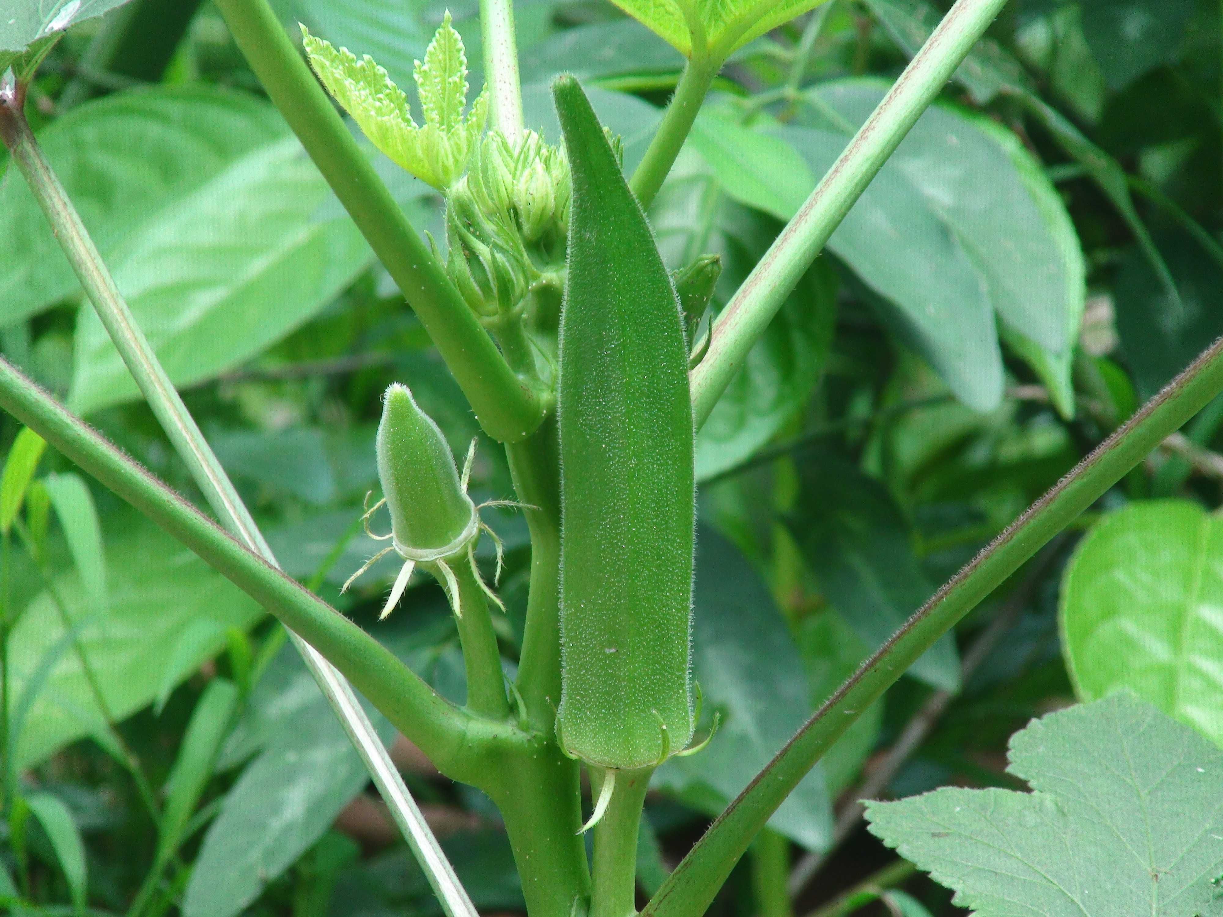 20 sementes de Okra (quiabo)