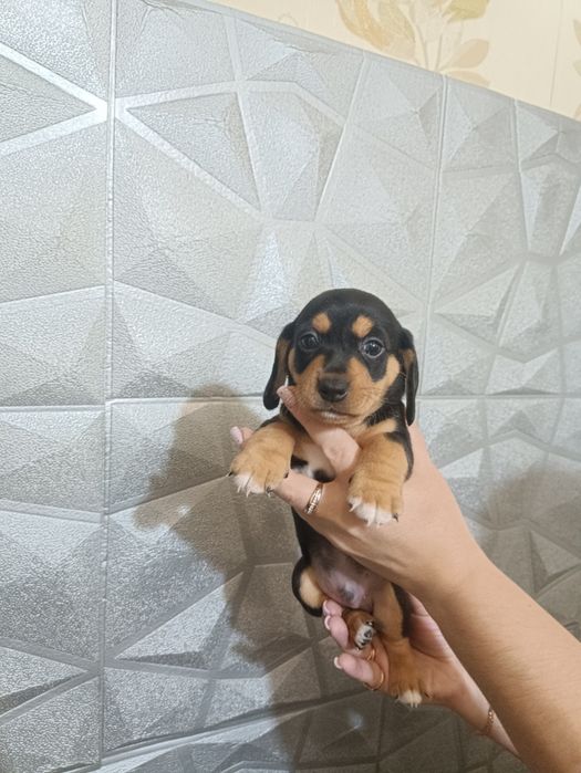 Продам щенков Таксы