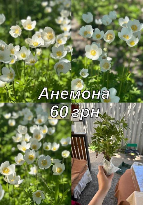 Саджанці квітів саженцы цветов неприхотливых