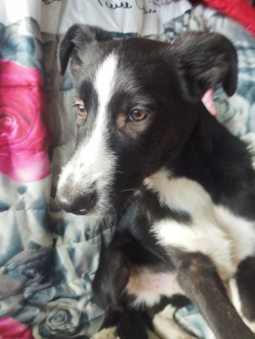 Garibaldi para adoção muito responsável