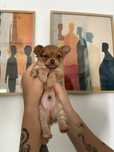 Chihuahua caramelo pelo comprido mini