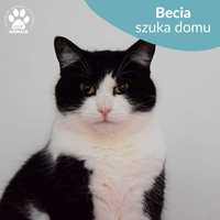 Cudowna kotka do adopcji! Poznajcie Becię!