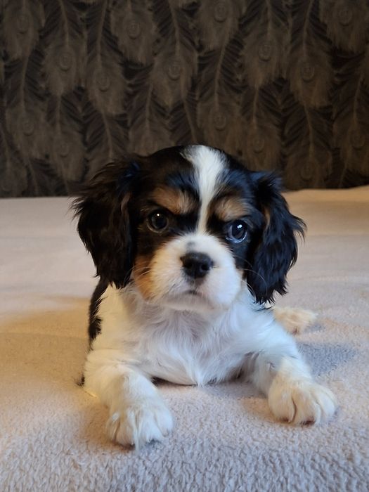 Cavalier wesoły piesek