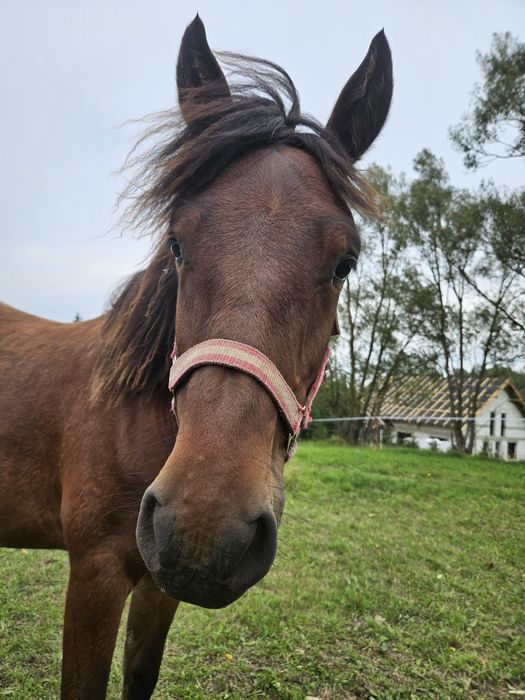 Wałach huculski misiowaty