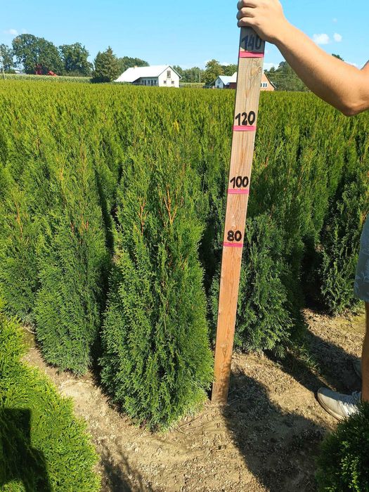 Tuja,Szmaragd,Bonsai,Spirale-P9-P11,60-200cm,prunus,irga