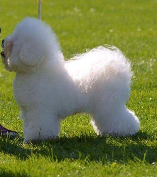 Piękna i wyjątkowa dziewczyna Demi bichon frise FCI ZKWP