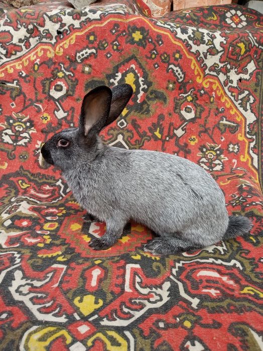 Кролі кролики полтавське срібло