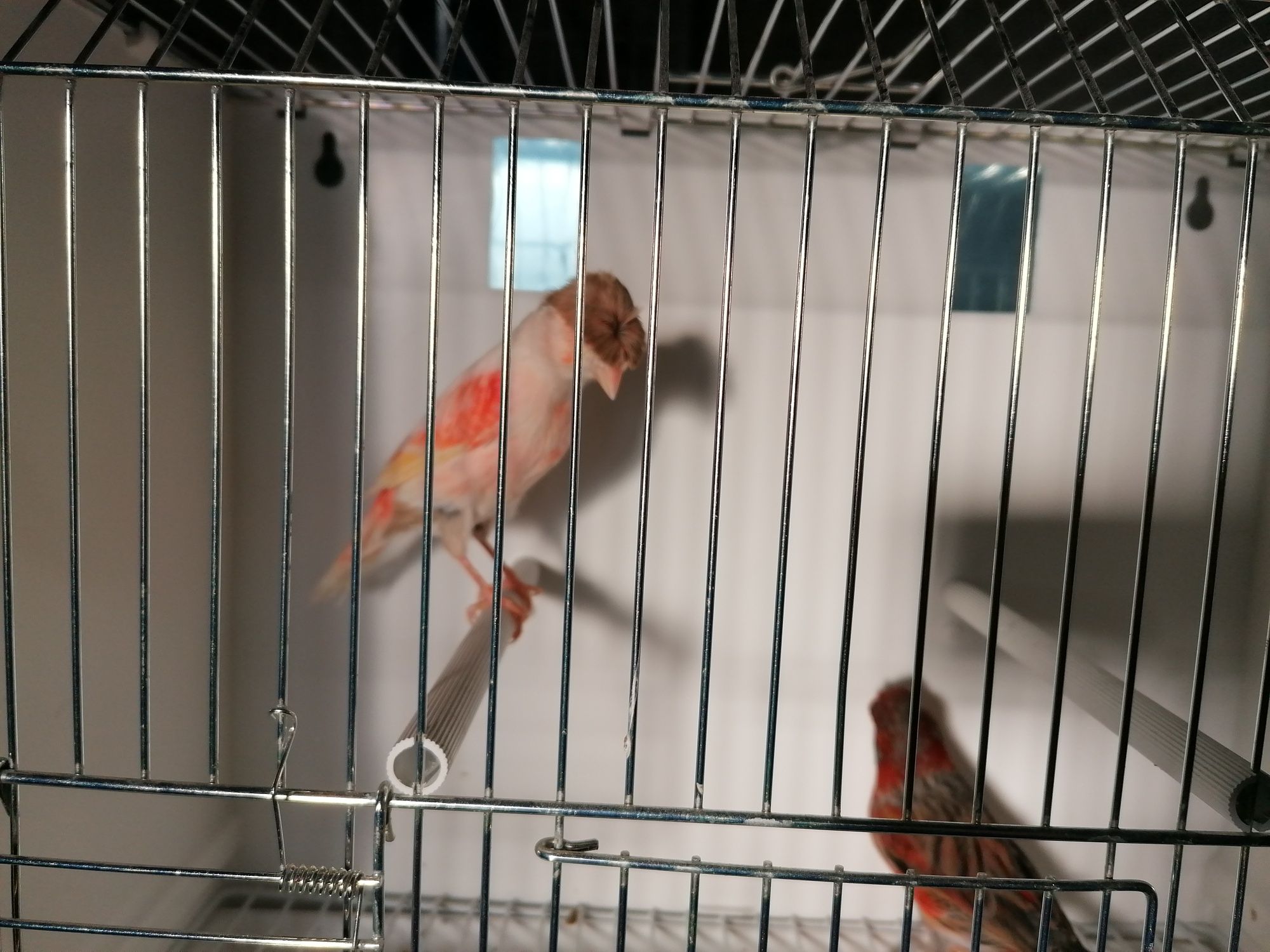 Casal de canários arlequim português