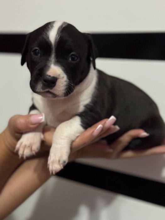 Стафордширский терьер (Амстаф) ( стафорд )