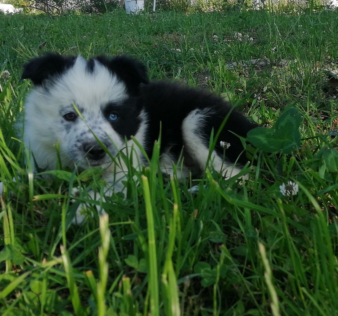 Border Collie Suczka DO ODBIORU