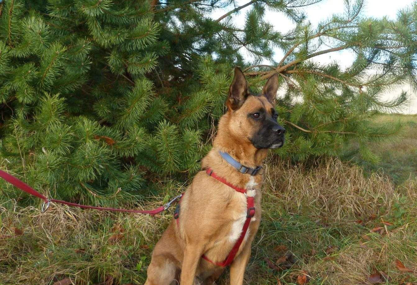 Młody Borys w typie  owczarka belgijskiego do adopcji