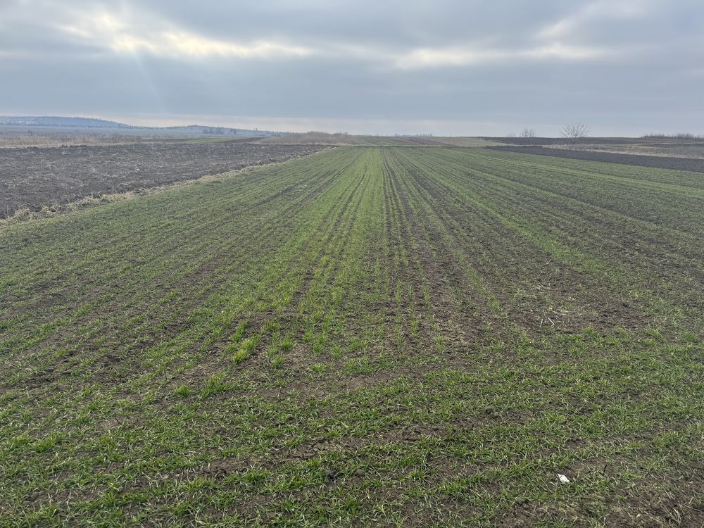 Продам рівну ділянку 16 сот під забудову