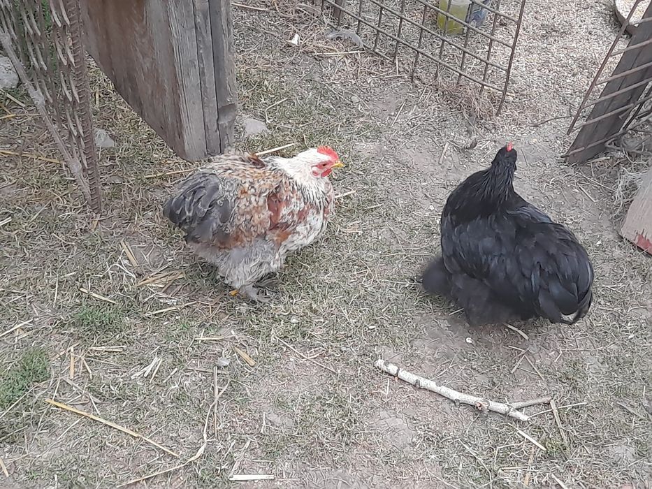 Szukają nowego domu