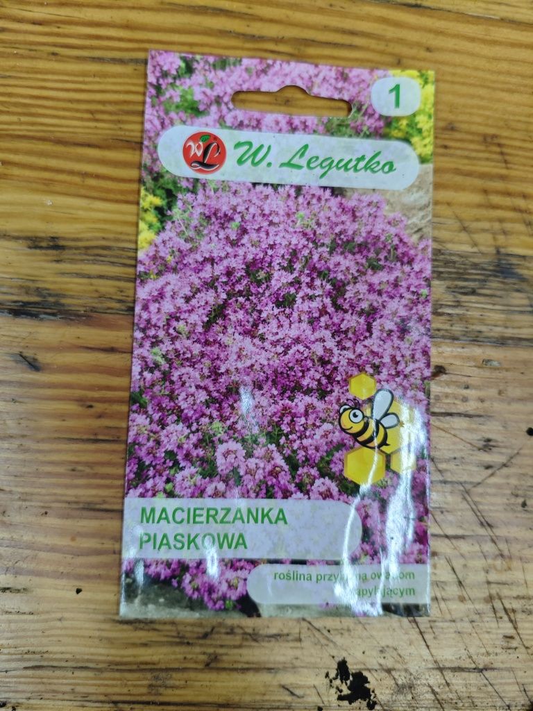 Macierzanka piaskowa P9