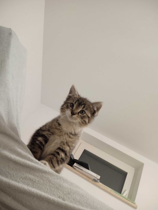 Oddam za darmo kotkę i kocurka