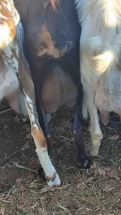 Продаються англонубійські кози