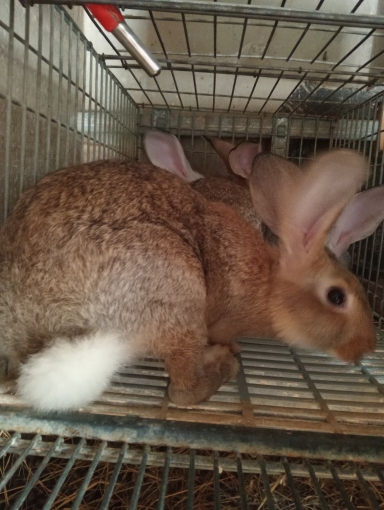 Coelhos caseiros