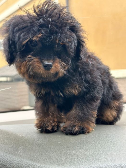 Мальтіпу/той пудель фантом