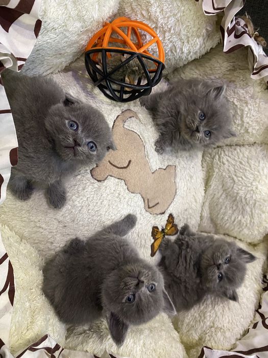 Шотландские котята
